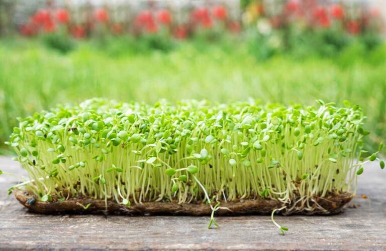 Microgreens: మైక్రో గ్రీన్స్‌ ఇంట్లో ఎలా పెంచాలి? ఎలా తినాలో తెలుసుకోండి..