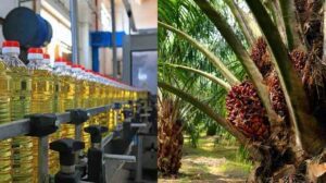 Oil Palm Factory