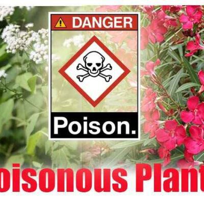 Poisonous Plants : ప్రాణాలు తీసే ఈ ప్రమాదకరమైన మొక్కలకు దూరంగా ఉండండి..!
