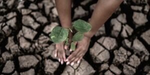 green cover in temples