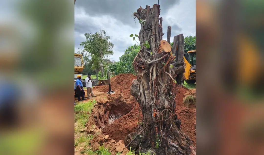 నేలకొరిగిన భారీ వృక్షాలకు మళ్లీ జీవం పోశారు