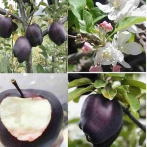 Black Diamond Apples