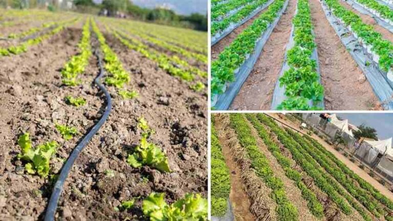 Irrigation | వ్యవసాయంలో నీటిపారుదల ఖర్చులను ఇలా తగ్గించుకోండి..