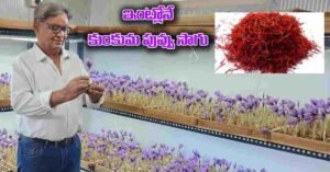 Saffron Cultivation, Saffron Farming copy