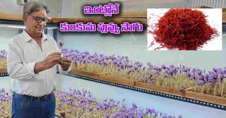Saffron Cultivation : ఇంట్లోనే కుంకుమ పువ్వు సాగు.. కిలోకు రూ.3 నుంచి 6 లక్షల్లో సంపాదన..