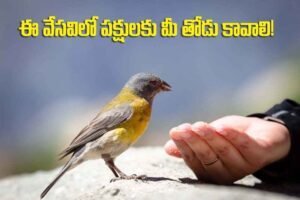 Help Birds in Summer Save the birds