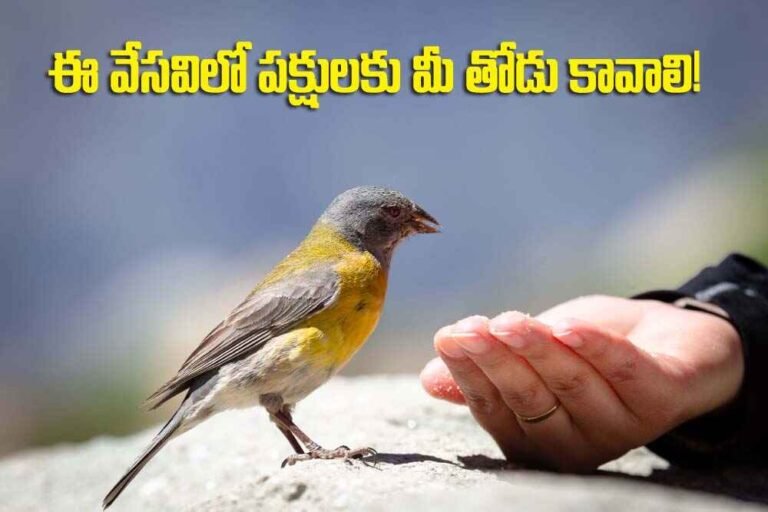 Help Birds in Summer | ఈ వేసవిలో పక్షులకు మీ స‌హాయం కావాలి.. మీరు సులువుగా చేయగలిగేవి ఇవీ..