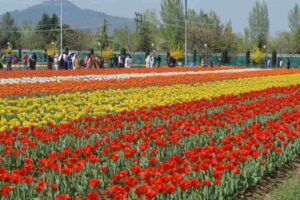 Srinagar Tulip Garden