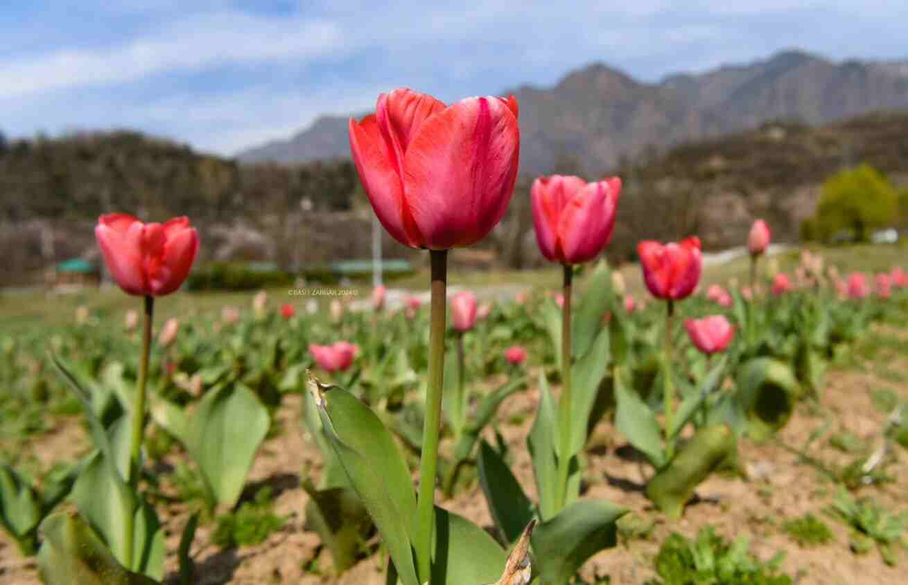 Srinagar Tulip Garden | ఆసియాలోనే అతి పెద్దదైన తులిప్ గార్డెన్.. ప్రజల కోసం తెరిచిన అధికారులు