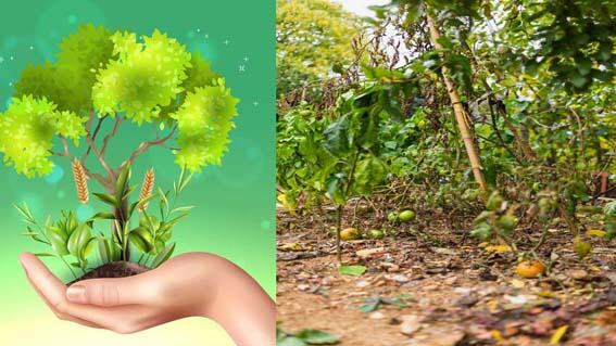 Miyawaki Plantation | హరిత వనాలను పెంచేందుకు మియావాకీ తోటలు.. అసలేంటీ పద్ధతి..