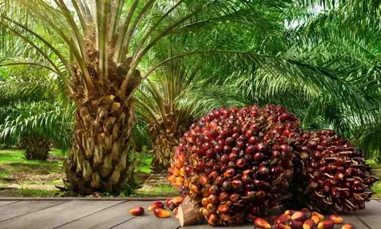 Palm Oil