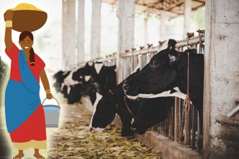 Indira Mahila Dairy | మ‌హిళ‌ల‌కు సబ్సిడీపై 2 పాడి పశువుల‌ పంపిణీ