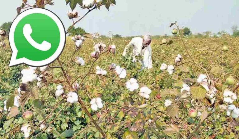 ఇకపై పత్తి రైతులకు వాట్సప్ సేవలు