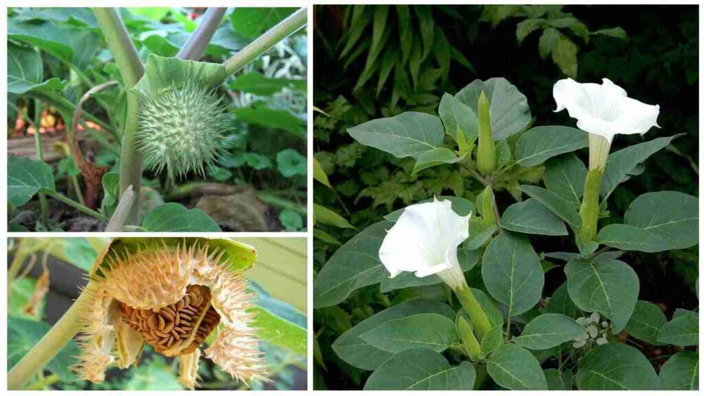 Ayurvedic medicinal plants