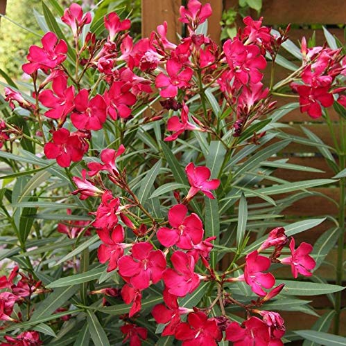 Oleander (Nerium oleander)