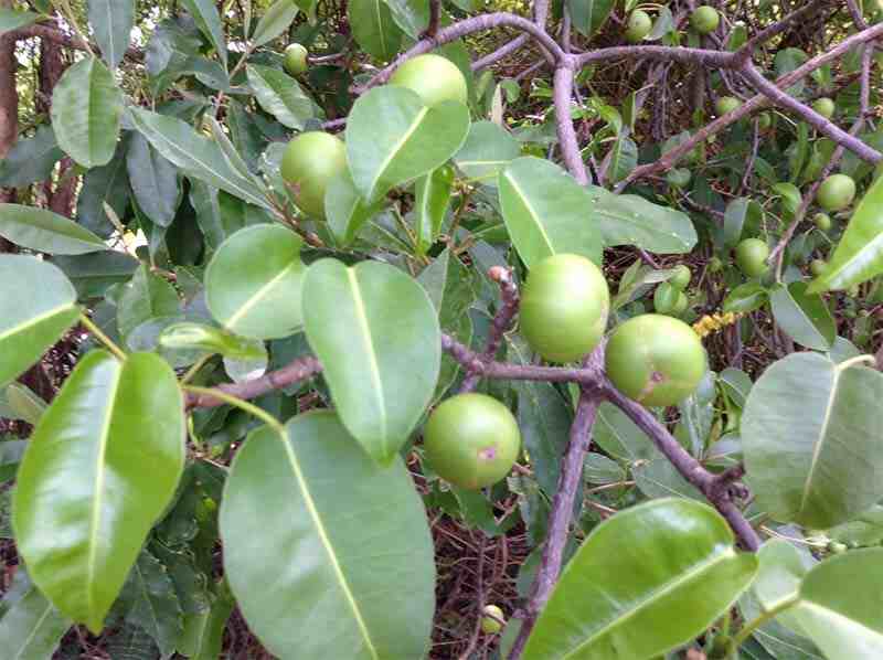 Poisonous Plants Hippomane mancinella 