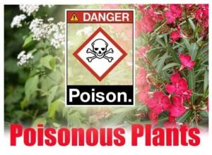 Dangerous Plants in india