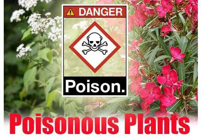 Poisonous Plants : ప్రాణాలు తీసే ఈ ప్రమాదకరమైన మొక్కలకు దూరంగా ఉండండి..!