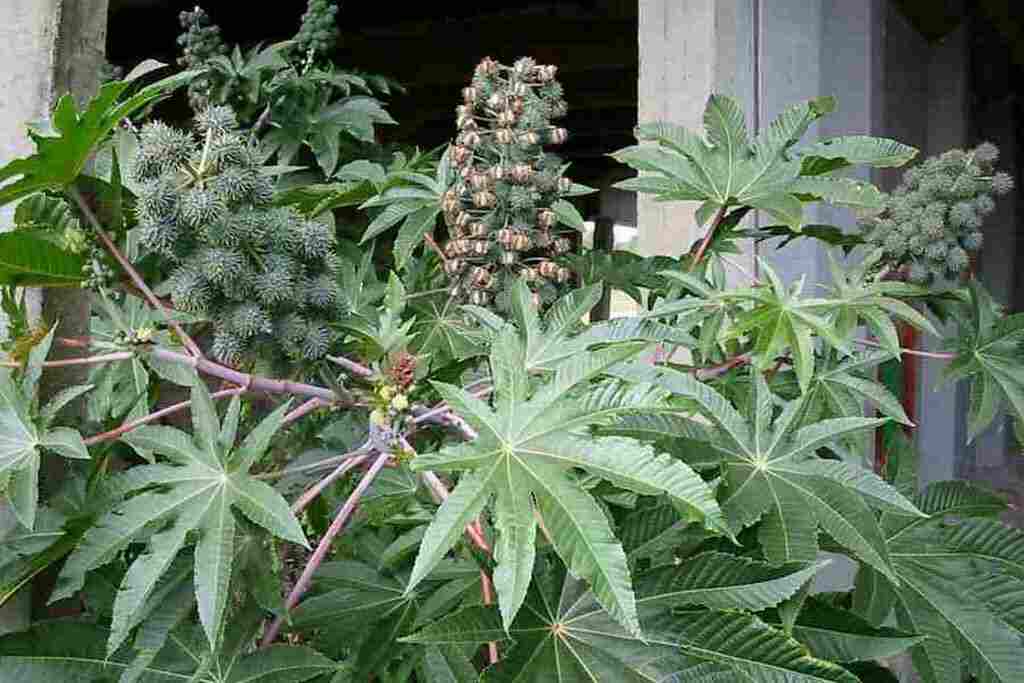 Poisonous Plants castor-oil plant, (Ricinus communis)