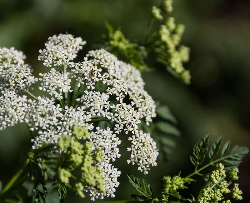 poison-hemlock