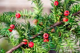 Poisonous Plants taxus baccata