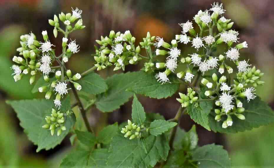 white snake root