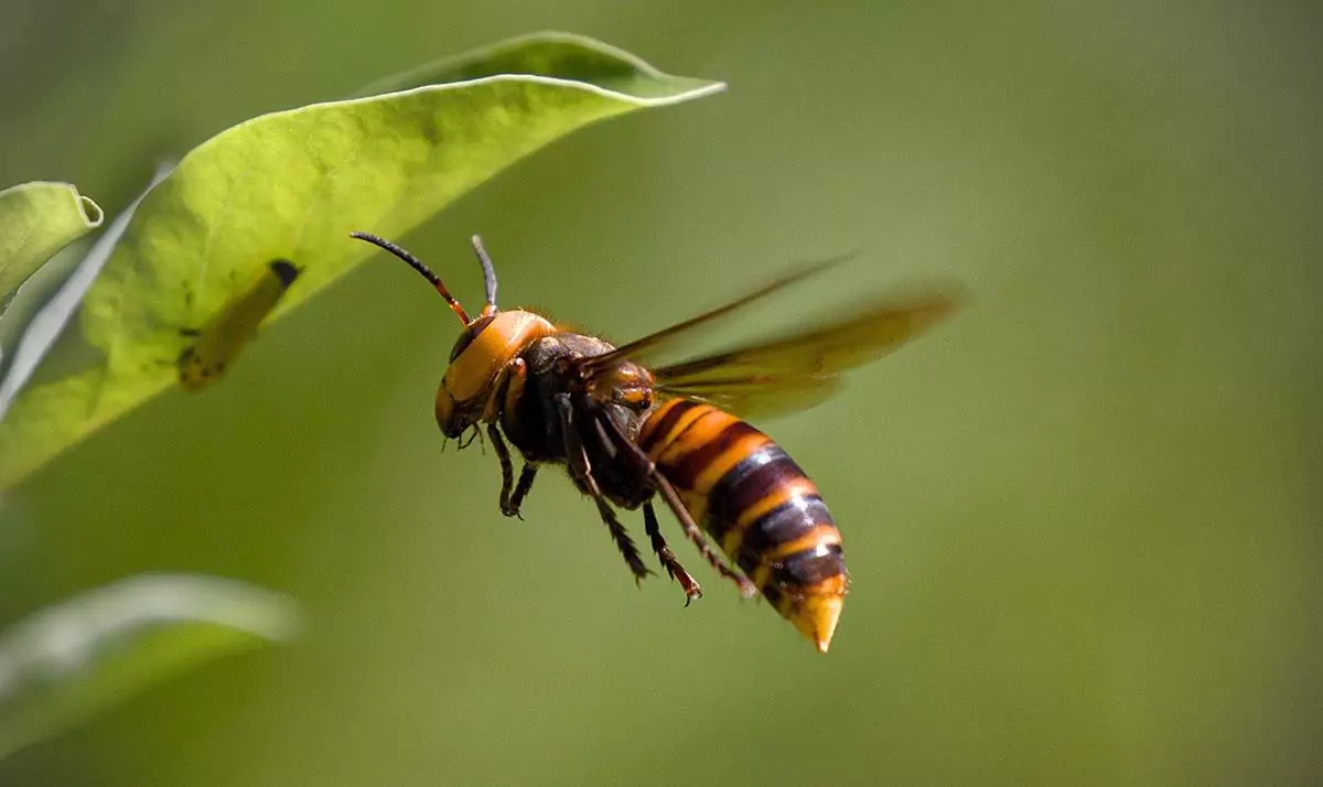 Northern Giant Hornet | వ్యవసాయానికి పెను ముప్పుగా మారిన కందిరీగలకు చెక్ పెట్టిన అమెరికా