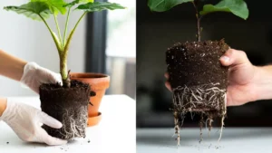 Cocopeat making in Telugu