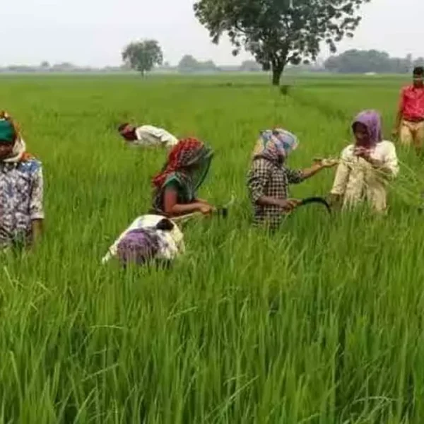 Fine Rice Bonus | రైతులకు భారీ ఊరట.. సన్నవడ్ల బోనస్‌గా ₹514 కోట్ల విడుదల