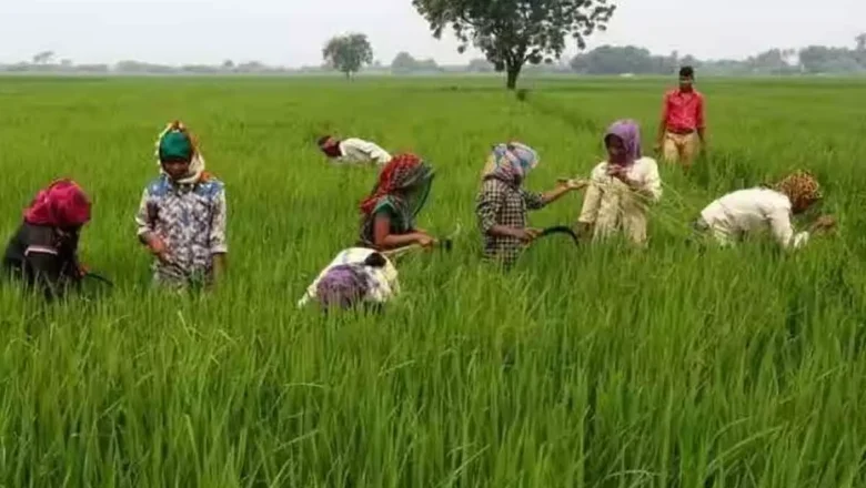 Fine Rice Bonus | రైతులకు భారీ ఊరట.. సన్నవడ్ల బోనస్గా ₹514 కోట్ల విడుదల