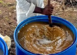 Jeevamrutham Preparation and Spraying Guide