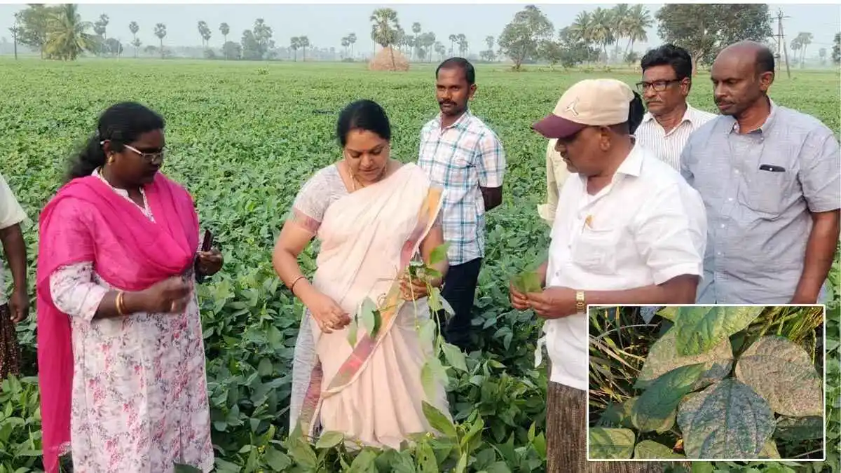 KVK Ghantasala | ఆలస్యంగా వేసిన మినుము పంటకు బూడిద తెగులు ప్రమాదం – నివారణ చర్యలు తప్పనిసరి: డాక్టర్ డి. సుధారాణి