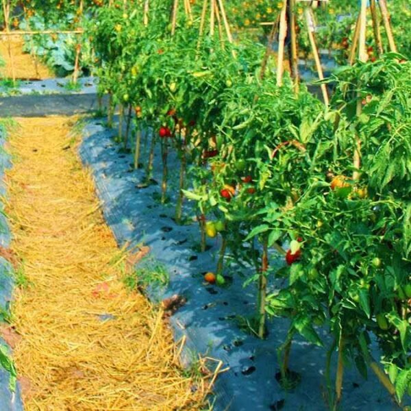 Vegetable Farming | రాష్ట్రంలో కూరగాయల కొరతకు చెక్: 800 మంది రైతులను ‘వెజిటబుల్ వాలంటీర్లు’గా తయారు చేస్తాం