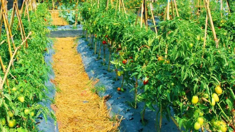 Vegetable Farming | రాష్ట్రంలో కూరగాయల కొరతకు చెక్: 800 మంది రైతులను ‘వెజిటబుల్ వాలంటీర్లు’గా తయారు చేస్తాం