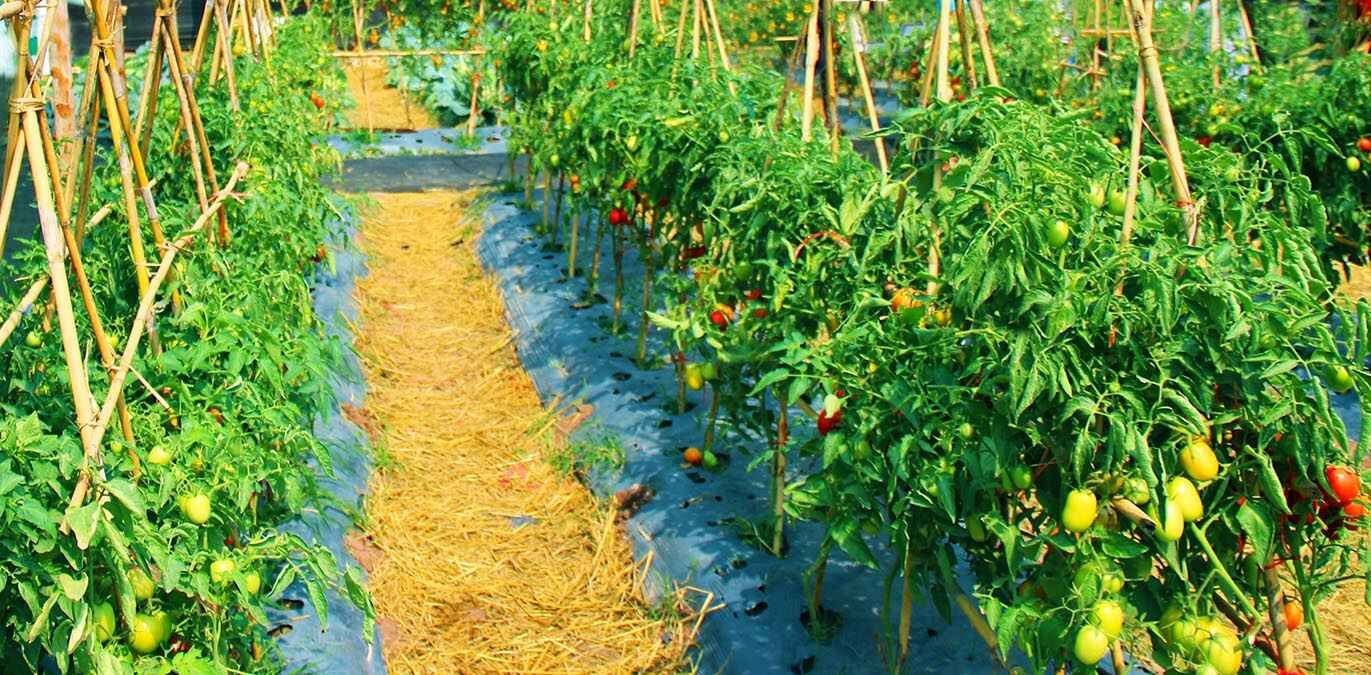 Vegetable Farming | రాష్ట్రంలో కూరగాయల కొరతకు చెక్: 800 మంది రైతులను ‘వెజిటబుల్ వాలంటీర్లు’గా తయారు చేస్తాం