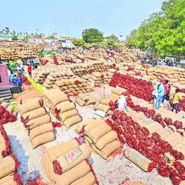 Warangal Market Prices | మిర్చి రేటు జిగేల్.. క్వింటాల్ @ ₹39,000! పత్తి ధర ఎలా ఉందంటే?