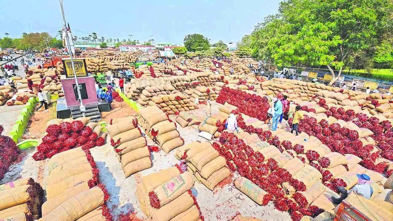 Warangal Market Yard Prices వరంగల్ మార్కెట్‌లో రికార్డు ధరలు.. క్వింటాల్ మిర్చి ₹40,000