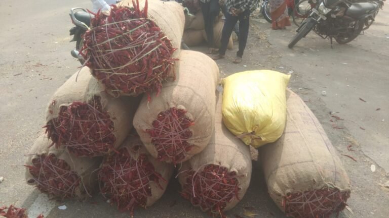 ఎర్ర బంగారం రికార్డు బ్రేక్! వరంగల్ మార్కెట్లో క్వింటాల్ మిర్చి ₹37,100..