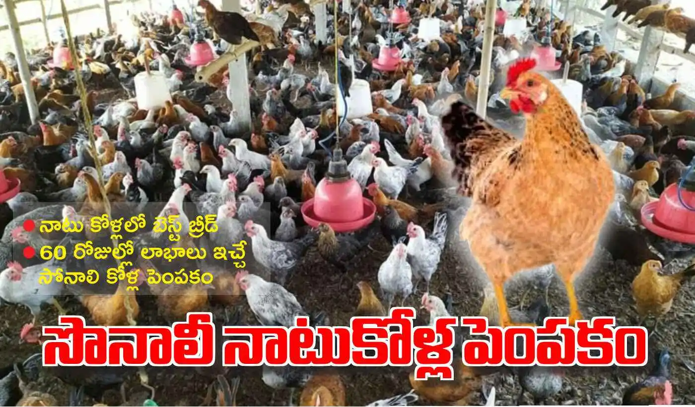 Sonali Chicken Breed India