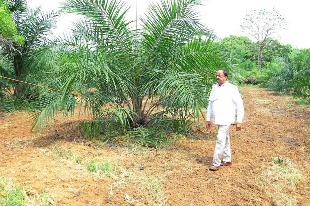 Oil Palm Price Telangana Tummala Nageswara Rao Oil Palm Subsidy