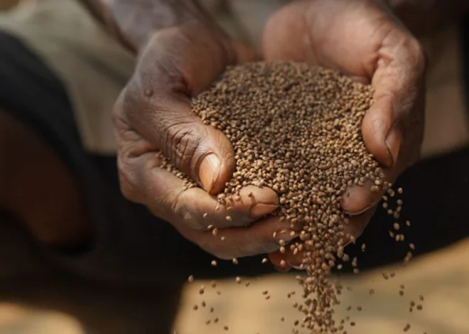 Narmada Millets | నర్మద మిల్లెట్స్ బ్రాండ్‌తో మార్కెట్లోకి చిరుధాన్యాల ఉత్పత్తులు!