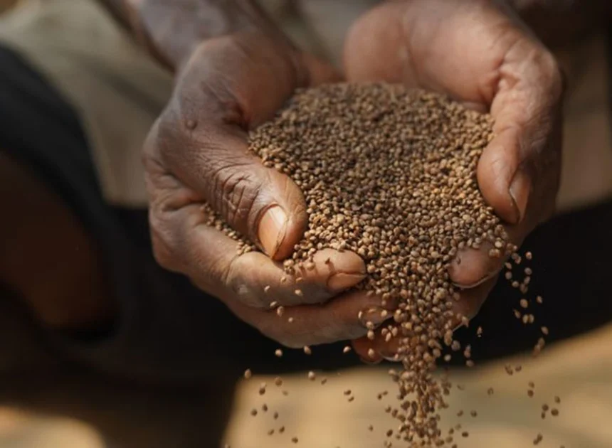 Narmada Millets | నర్మద మిల్లెట్స్ బ్రాండ్‌తో మార్కెట్లోకి చిరుధాన్యాల ఉత్పత్తులు!