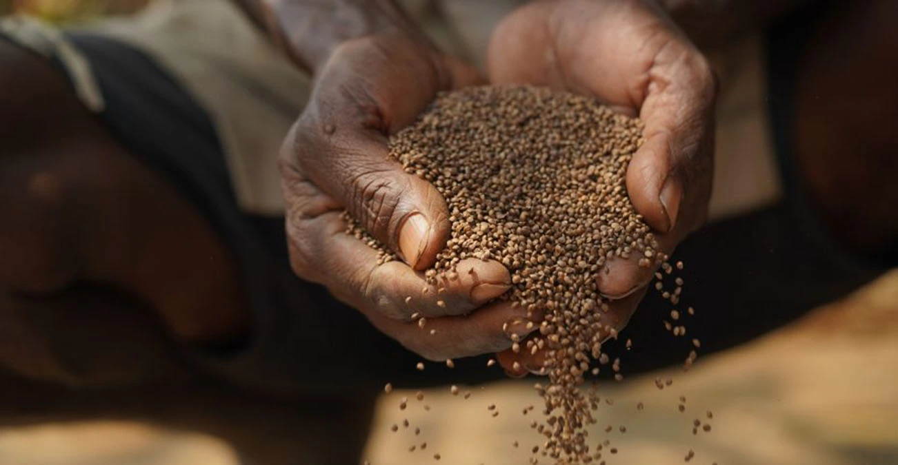 Narmada Millets | నర్మద మిల్లెట్స్ బ్రాండ్‌తో మార్కెట్లోకి చిరుధాన్యాల ఉత్పత్తులు!