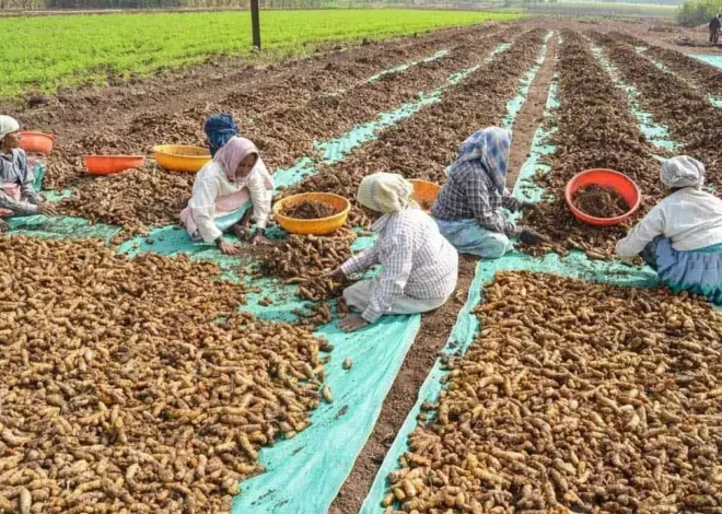 Nizamabad | పసుపు రైతులకు గుడ్ న్యూస్: తడిసినా సరే.. కోతలు లేకుండా కొనుగోలు చేయాలి!