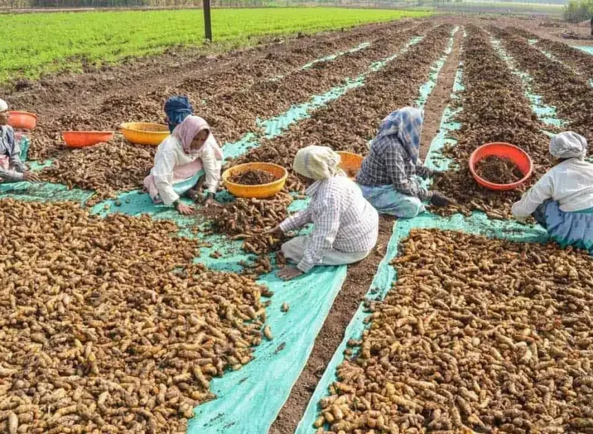 Nizamabad | పసుపు రైతులకు గుడ్ న్యూస్: తడిసినా సరే.. కోతలు లేకుండా కొనుగోలు చేయాలి!