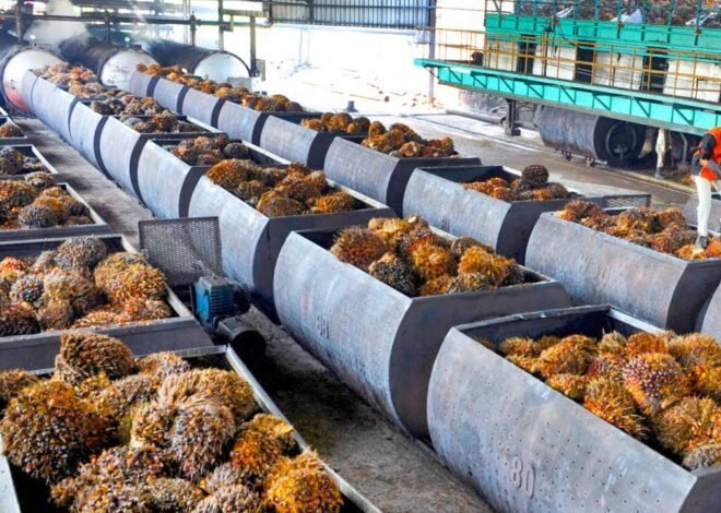 Oil Palm | వ్యవసాయ రంగంలో మరో మైలురాయి: 22న నర్మెట్ట ‘ఆయిల్ పామ్ ఫ్యాక్టరీ’ ప్రారంభం!