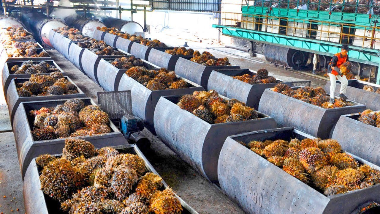 Oil Palm | వ్యవసాయ రంగంలో మరో మైలురాయి: 22న నర్మెట్ట ‘ఆయిల్ పామ్ ఫ్యాక్టరీ’ ప్రారంభం!