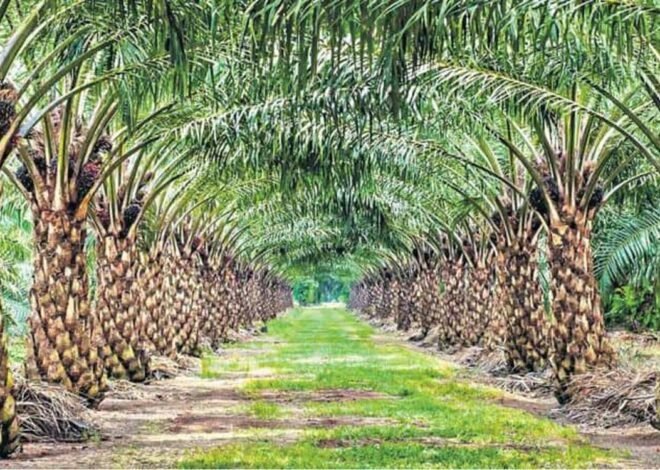Oil Palm Processing Unit | ఆయిల్ పామ్ రైతులకు పండగ: సిద్ధిపేటలో రూ. 300 కోట్లతో భారీ ప్రాసెసింగ్ ప్లాంట్..