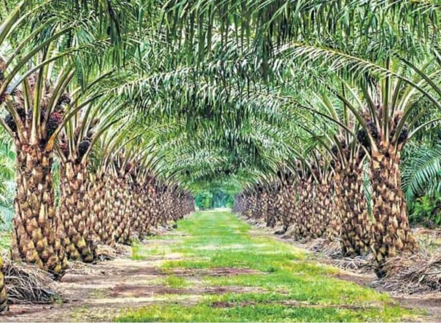 Oil Palm Processing Unit | ఆయిల్ పామ్ రైతులకు పండగ: సిద్ధిపేటలో రూ. 300 కోట్లతో భారీ ప్రాసెసింగ్ ప్లాంట్..