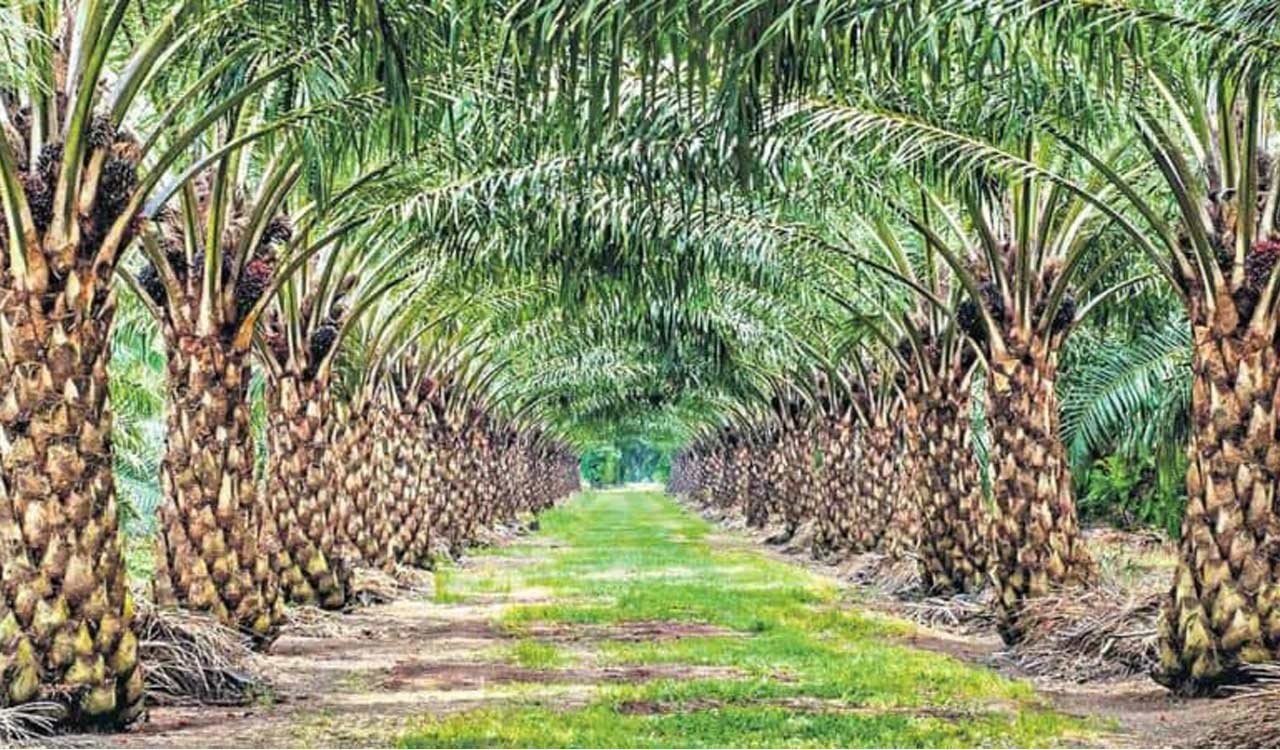 Oil Palm Processing Unit | ఆయిల్ పామ్ రైతులకు పండగ: సిద్ధిపేటలో రూ. 300 కోట్లతో భారీ ప్రాసెసింగ్ ప్లాంట్..